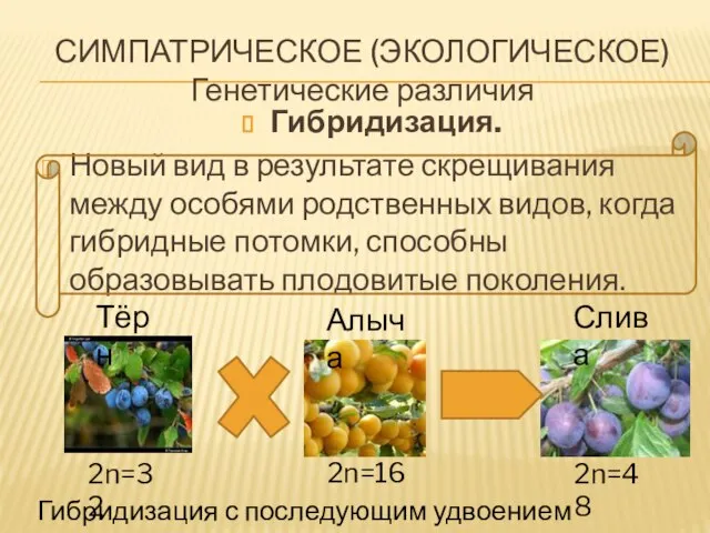 СИМПАТРИЧЕСКОЕ (ЭКОЛОГИЧЕСКОЕ) Генетические различия Гибридизация. Новый вид в результате скрещивания между