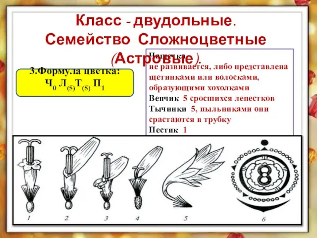 3.Формула цветка: Ч0 Л(5)Т(5) П1 Чашечка не развивается, либо представлена щетинками