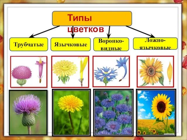 Типы цветков Трубчатые Язычковые Воронко- видные Ложно-язычковые