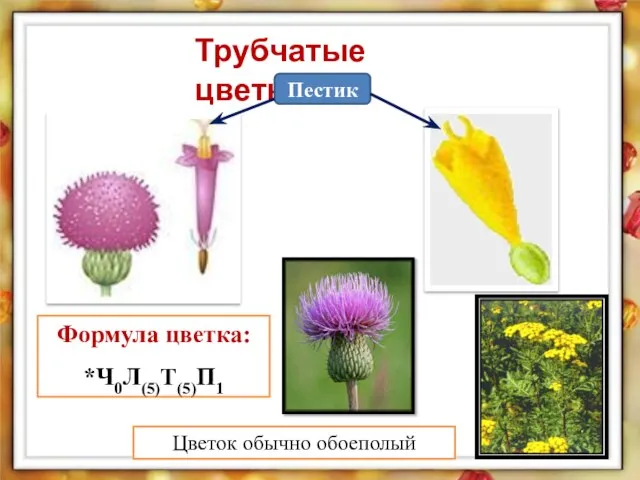 Трубчатые цветки Формула цветка: *Ч0Л(5)Т(5)П1 Цветок обычно обоеполый Пестик