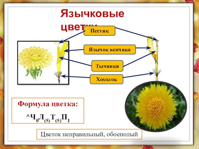 Язычковые цветки Формула цветка: ^Ч0Л(5)Т(5)П1 Цветок неправильный, обоеполый Язычок венчика Хохолок Пестик Тычинки