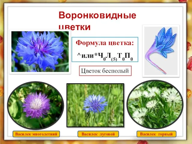 Воронковидные цветки Формула цветка: ^или*Ч0Л(5)Т0П0 Цветок бесполый Василек многолетний Василек луговой Василек горный