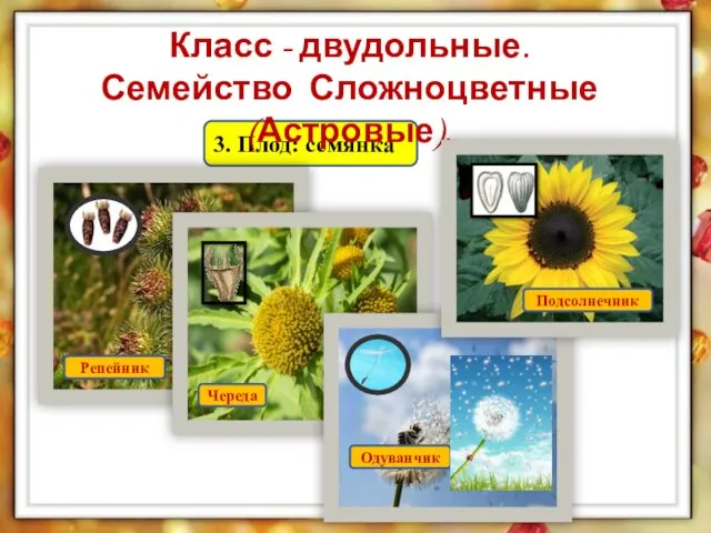 3. Плод: семянка Класс - двудольные. Семейство Сложноцветные (Астровые). Репейник Череда Одуванчик Подсолнечник