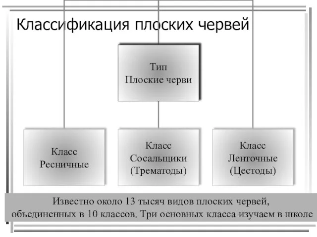 Классификация плоских червей Известно около 13 тысяч видов плоских червей, объединенных