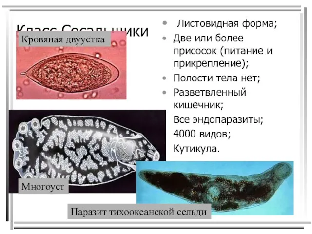 Класс Сосальщики Листовидная форма; Две или более присосок (питание и прикрепление);