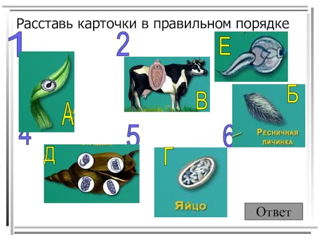 Расставь карточки в правильном порядке 5 1 2 3 4 6 Ответ