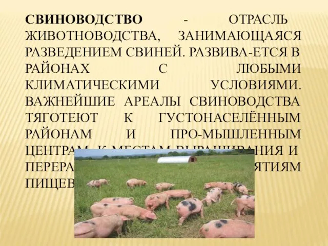 СВИНОВОДСТВО - ОТРАСЛЬ ЖИВОТНОВОДСТВА, ЗАНИМАЮЩАЯСЯ РАЗВЕДЕНИЕМ СВИНЕЙ. РАЗВИВА-ЕТСЯ В РАЙОНАХ С