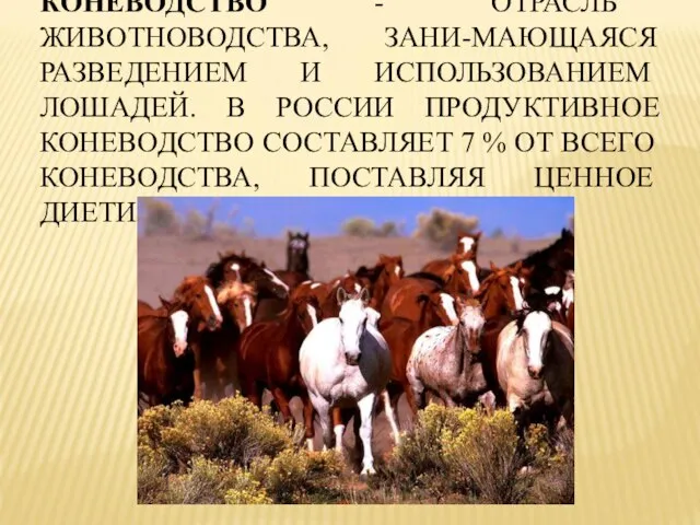 КОНЕВОДСТВО - ОТРАСЛЬ ЖИВОТНОВОДСТВА, ЗАНИ-МАЮЩАЯСЯ РАЗВЕДЕНИЕМ И ИСПОЛЬЗОВАНИЕМ ЛОШАДЕЙ. В РОССИИ