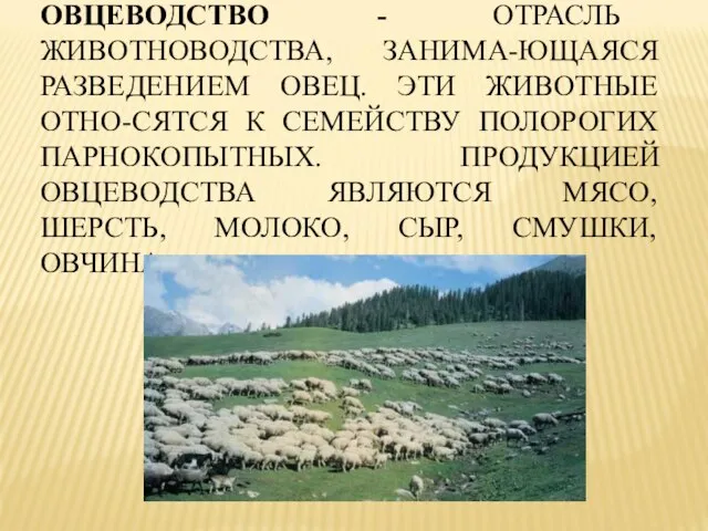 ОВЦЕВОДСТВО - ОТРАСЛЬ ЖИВОТНОВОДСТВА, ЗАНИМА-ЮЩАЯСЯ РАЗВЕДЕНИЕМ ОВЕЦ. ЭТИ ЖИВОТНЫЕ ОТНО-СЯТСЯ К