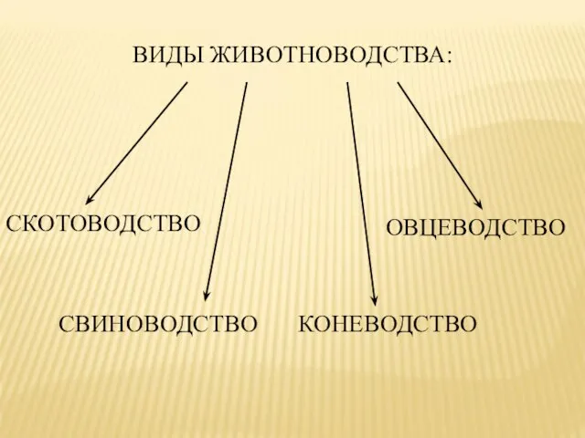 ВИДЫ ЖИВОТНОВОДСТВА: СКОТОВОДСТВО КОНЕВОДСТВО ОВЦЕВОДСТВО СВИНОВОДСТВО