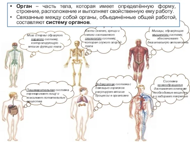 Мозг и нервы образуют нервную систему, контролирующую многие функции тела Кости