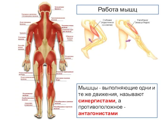 Работа мышц Мышцы - выполняющие одни и те же движения, называют синергистами, а противоположное - антагонистами