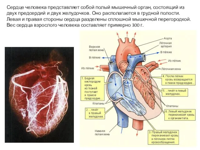 Сердце человека представляет собой полый мышечный орган, состоящий из двух предсердий