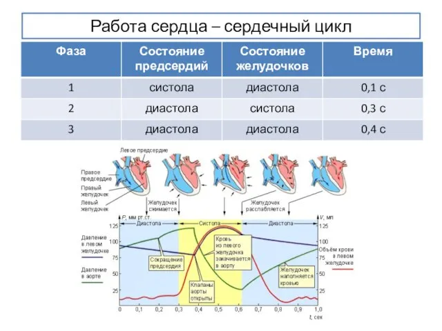 Работа сердца – сердечный цикл