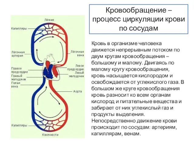 Кровообращение – процесс циркуляции крови по сосудам Кровь в организме человека