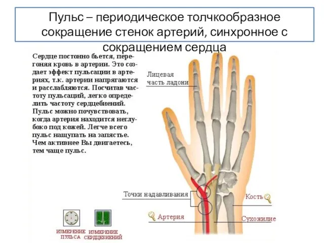 Пульс – периодическое толчкообразное сокращение стенок артерий, синхронное с сокращением сердца