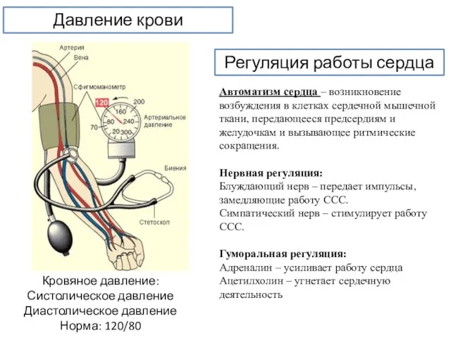 Давление крови Регуляция работы сердца Автоматизм сердца – возникновение возбуждения в