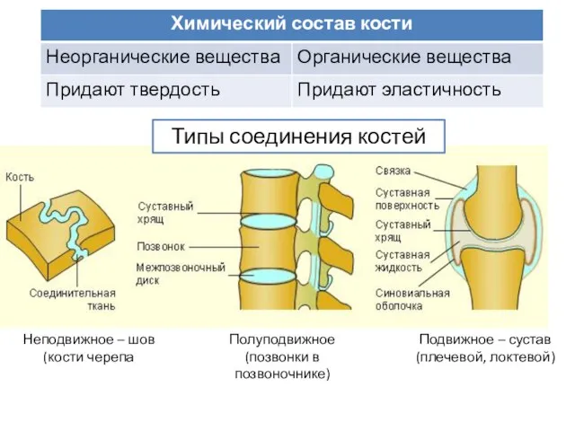 Типы соединения костей Подвижное – сустав (плечевой, локтевой) Полуподвижное (позвонки в