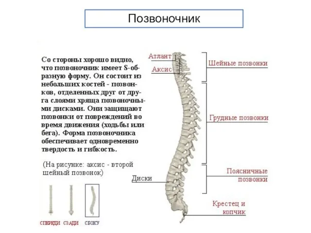 Позвоночник