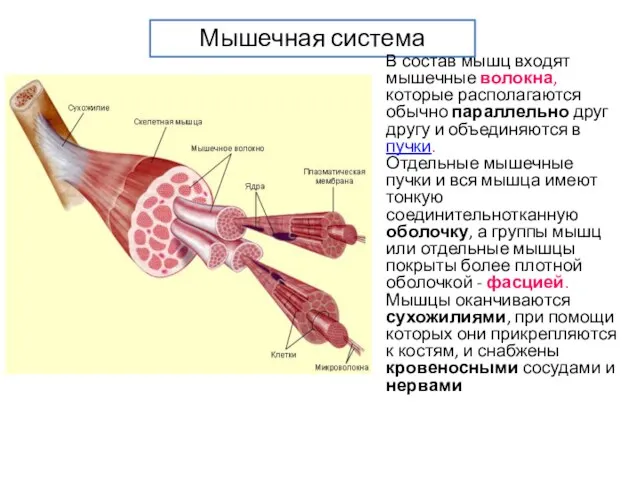 Мышечная система В состав мышц входят мышечные волокна, которые располагаются обычно