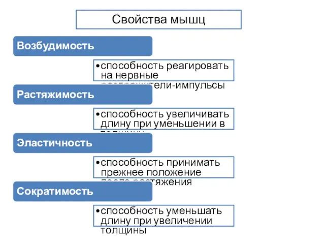 Возбудимость способность реагировать на нервные раздражители-импульсы Растяжимость способность увеличивать длину при