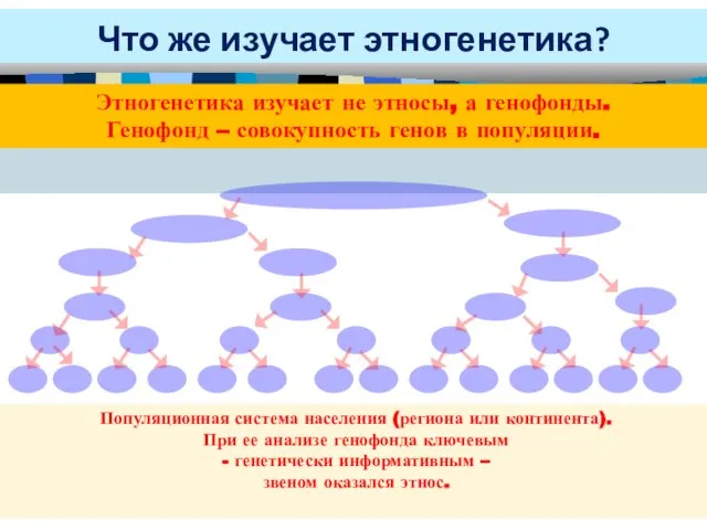 Что же изучает этногенетика? Этногенетика изучает не этносы, а генофонды. Генофонд