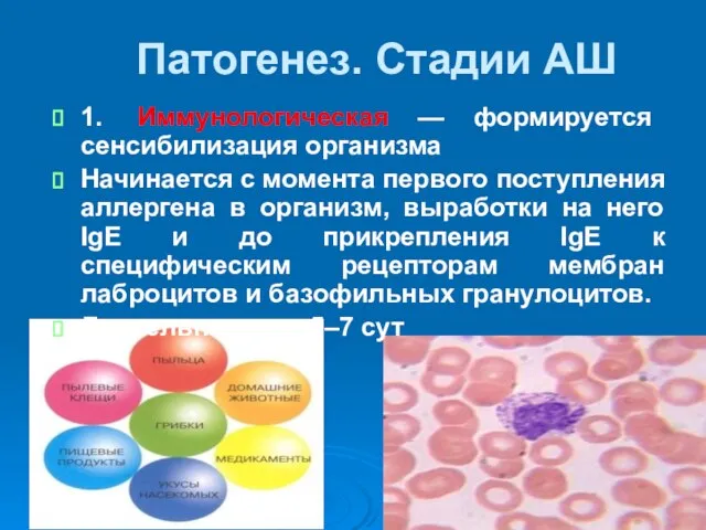 Патогенез. Стадии АШ 1. Иммунологическая — формируется сенсибилизация организма Начинается с