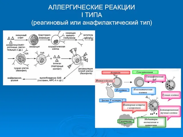 АЛЛЕРГИЧЕСКИЕ РЕАКЦИИ I ТИПА (реагиновый или анафилактический тип)