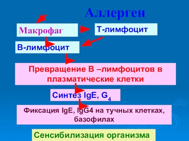 Аллерген Макрофаг Т-лимфоцит В-лимфоцит Превращение В –лимфоцитов в плазматические клетки Синтез