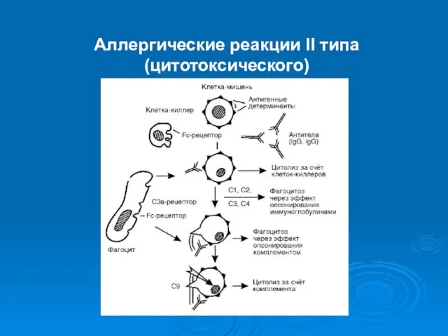 Аллергические реакции II типа (цитотоксического)