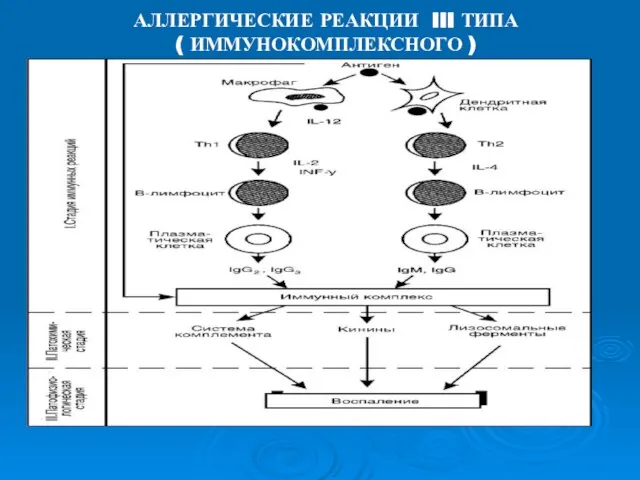 АЛЛЕРГИЧЕСКИЕ РЕАКЦИИ III ТИПА ( ИММУНОКОМПЛЕКСНОГО )