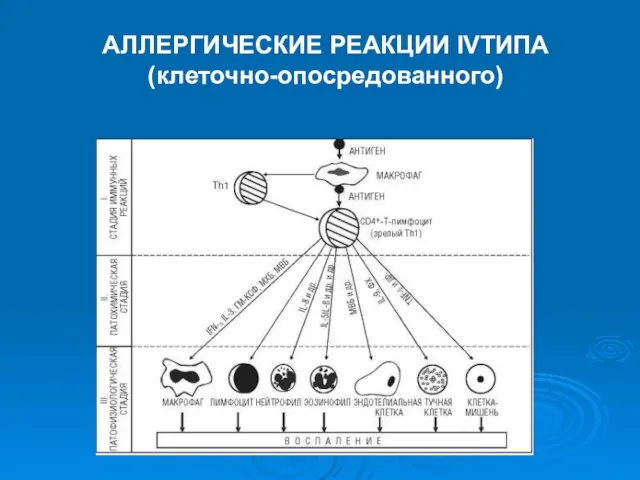 АЛЛЕРГИЧЕСКИЕ РЕАКЦИИ IVТИПА (клеточно-опосредованного)