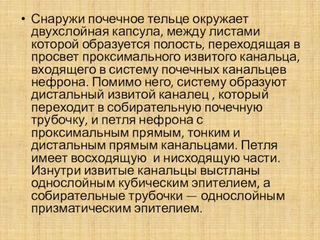 Снаружи почечное тельце окружает двухслойная капсула, между листами которой образуется полость,