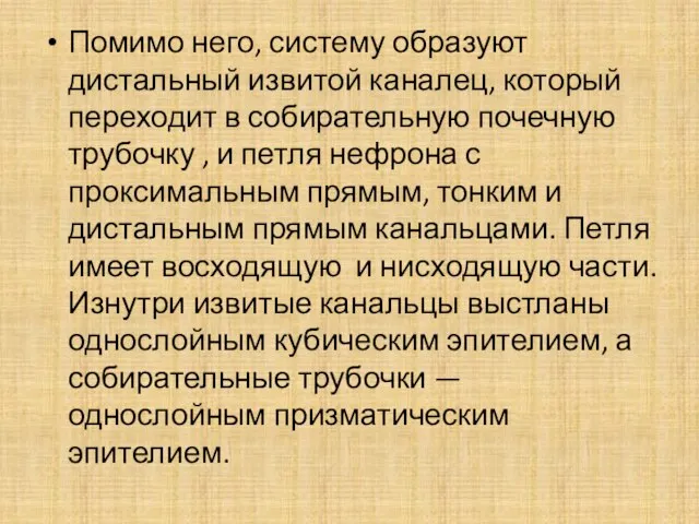 Помимо него, систему образуют дистальный извитой каналец, который переходит в собирательную