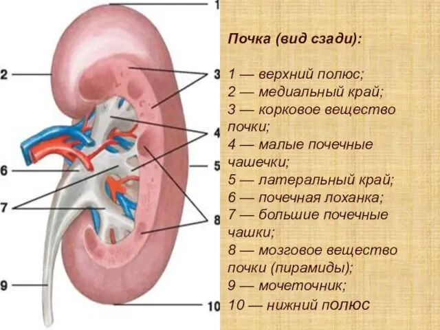 Почка (вид сзади): 1 — верхний полюс; 2 — медиальный край;