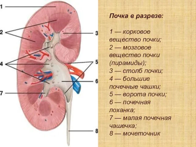 Почка в разрезе: 1 — корковое вещество почки; 2 — мозговое