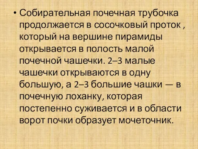 Собирательная почечная трубочка продолжается в сосочковый проток , который на вершине