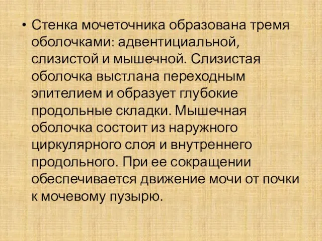 Стенка мочеточника образована тремя оболочками: адвентициальной, слизистой и мышечной. Слизистая оболочка