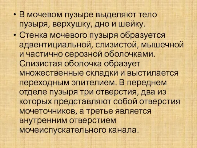 В мочевом пузыре выделяют тело пузыря, верхушку, дно и шейку. Стенка