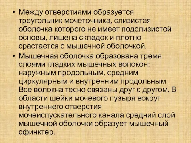 Между отверстиями образуется треугольник мочеточника, слизистая оболочка которого не имеет подслизистой