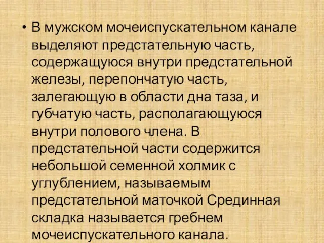 В мужском мочеиспускательном канале выделяют предстательную часть, содержащуюся внутри предстательной железы,