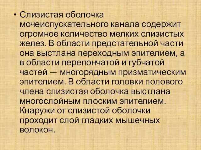 Слизистая оболочка мочеиспускательного канала содержит огромное количество мелких слизистых желез. В