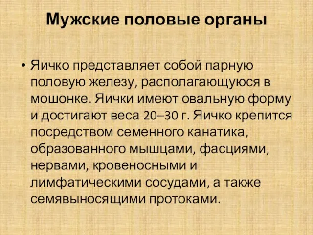 Мужские половые органы Яичко представляет собой парную половую железу, располагающуюся в