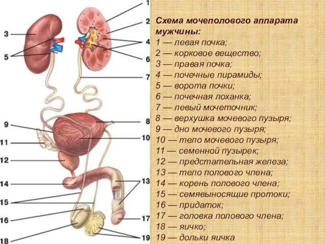 Схема мочеполового аппарата мужчины: 1 — левая почка; 2 — корковое