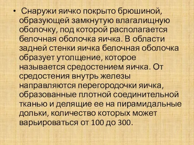 Снаружи яичко покрыто брюшиной, образующей замкнутую влагалищную оболочку, под которой располагается