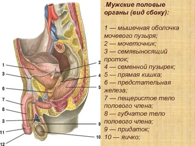 . Мужские половые органы (вид сбоку): 1 — мышечная оболочка мочевого