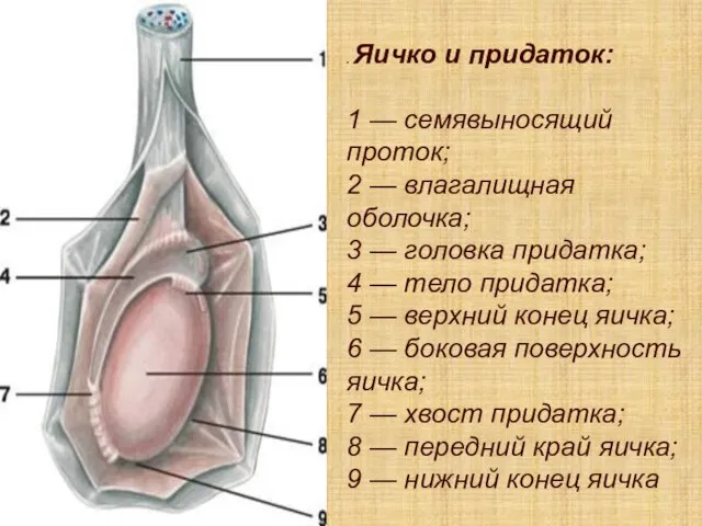 . Яичко и придаток: 1 — семявыносящий проток; 2 — влагалищная