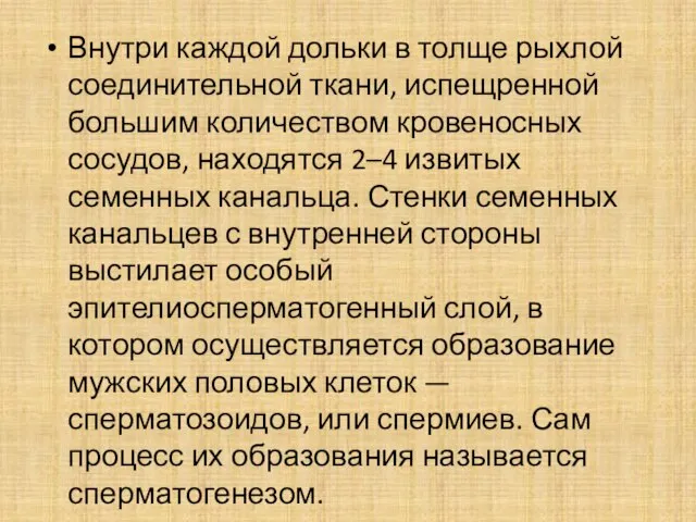 Внутри каждой дольки в толще рыхлой соединительной ткани, испещренной большим количеством