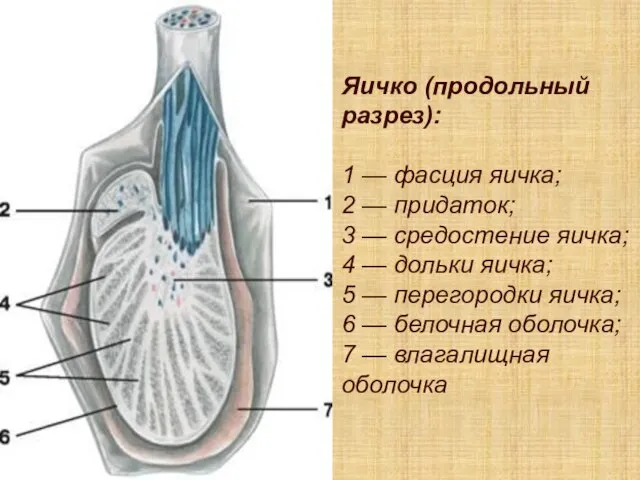 Яичко (продольный разрез): 1 — фасция яичка; 2 — придаток; 3