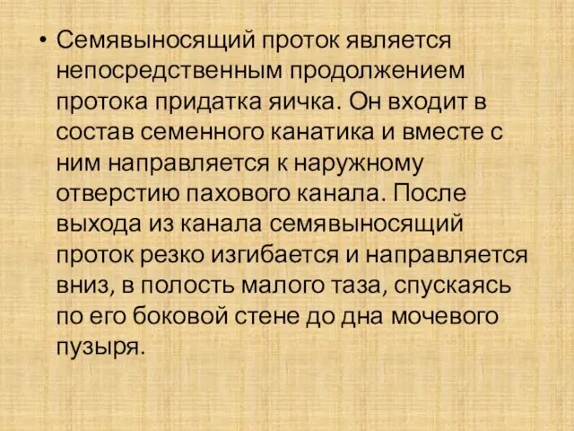 Семявыносящий проток является непосредственным продолжением протока придатка яичка. Он входит в